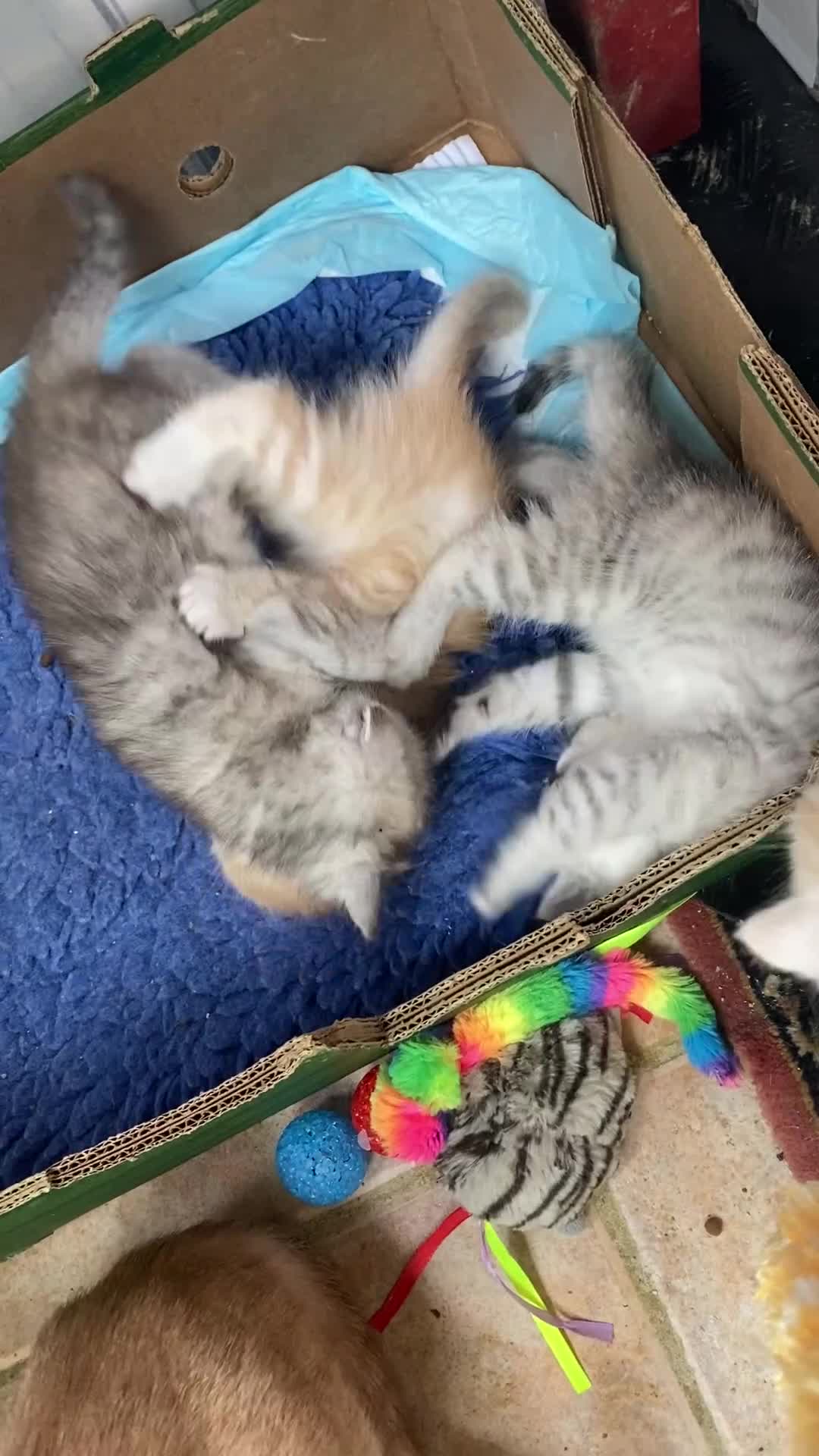 Persian cats for sale: Silver and Cream chinchilla Persian cross kittens - Video 1