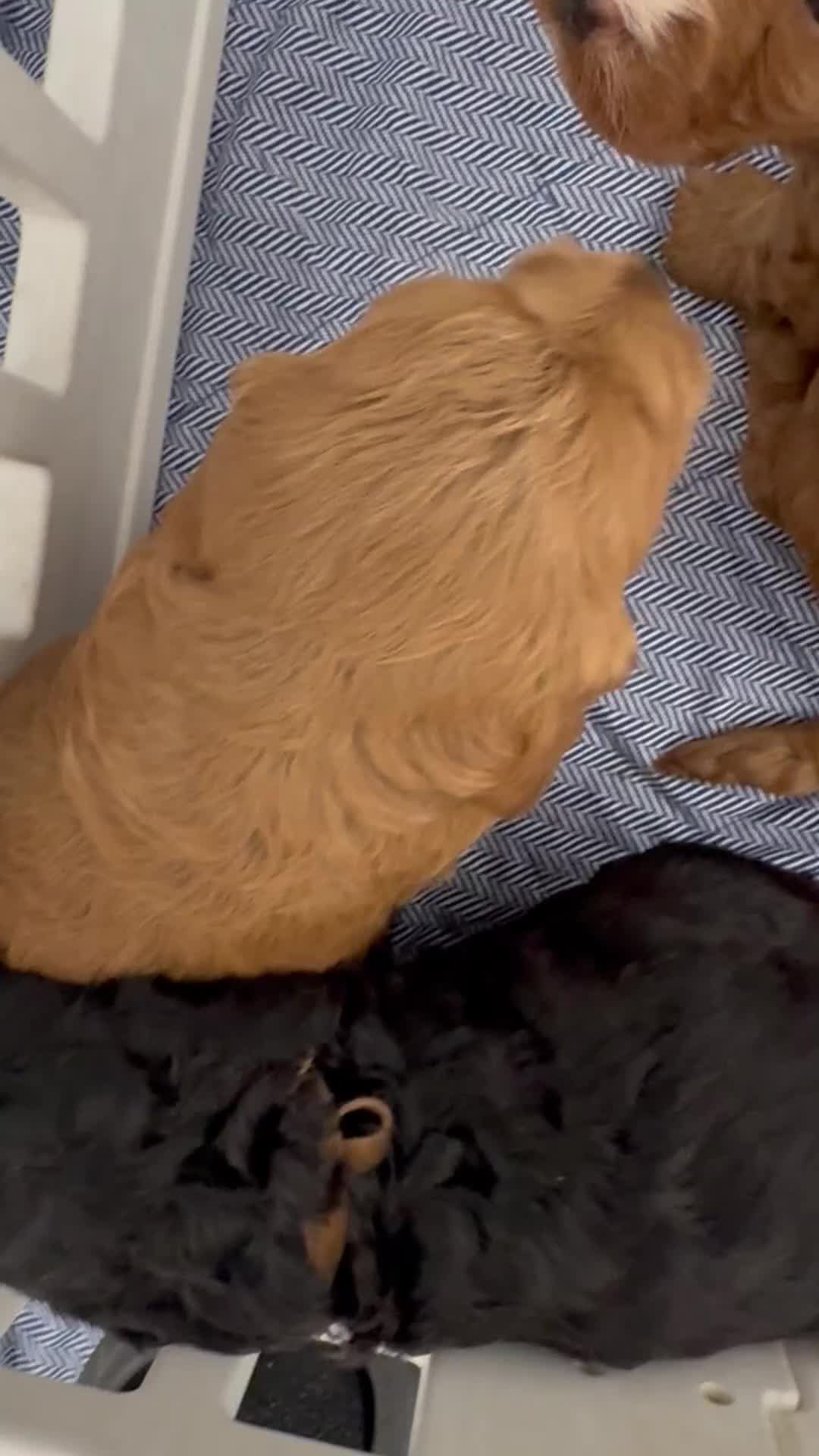 Cockapoo dogs for sale: Beautiful Loving Cockerpoo’s in London - Video 1