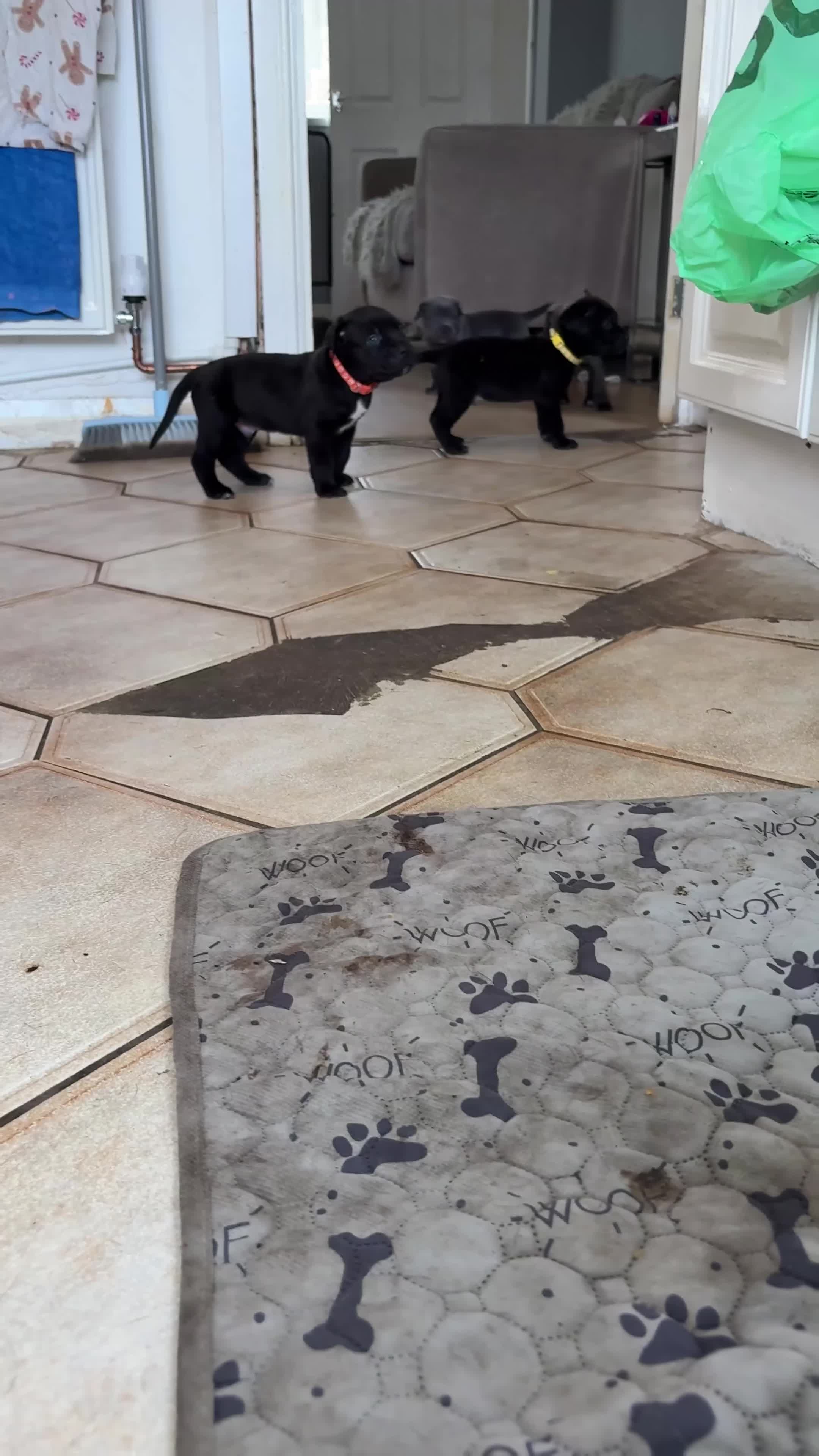 Cane Corso dogs for sale: Cane Corso puppies for sale-Black&Grey beauties!🐾 - Video 3