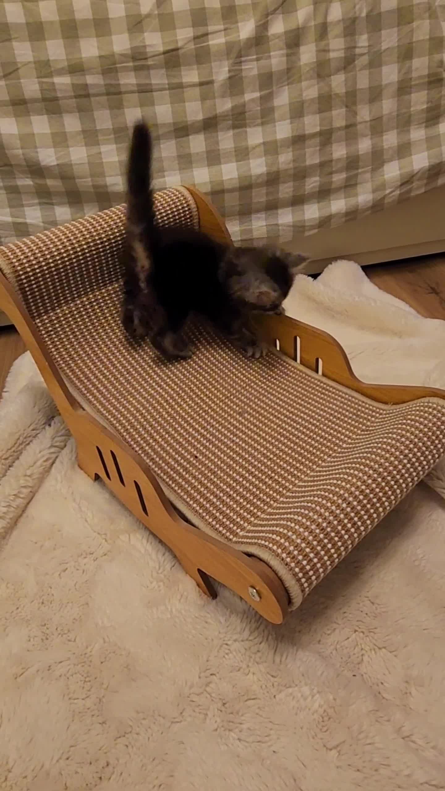 Maine Coon cats for sale: 💫💫Beautiful Maine Coon Kittens💫💫 - Video 1