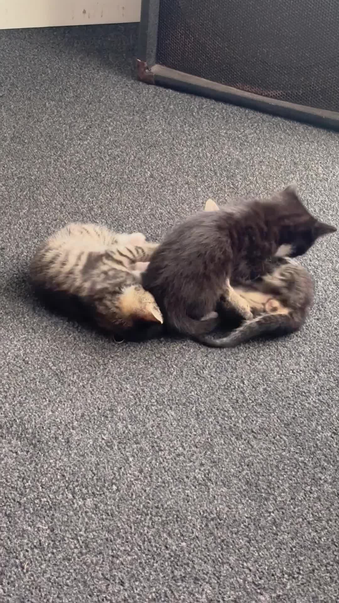 Mixed Breed cats for sale: 😍 tabby kittens - Video 2
