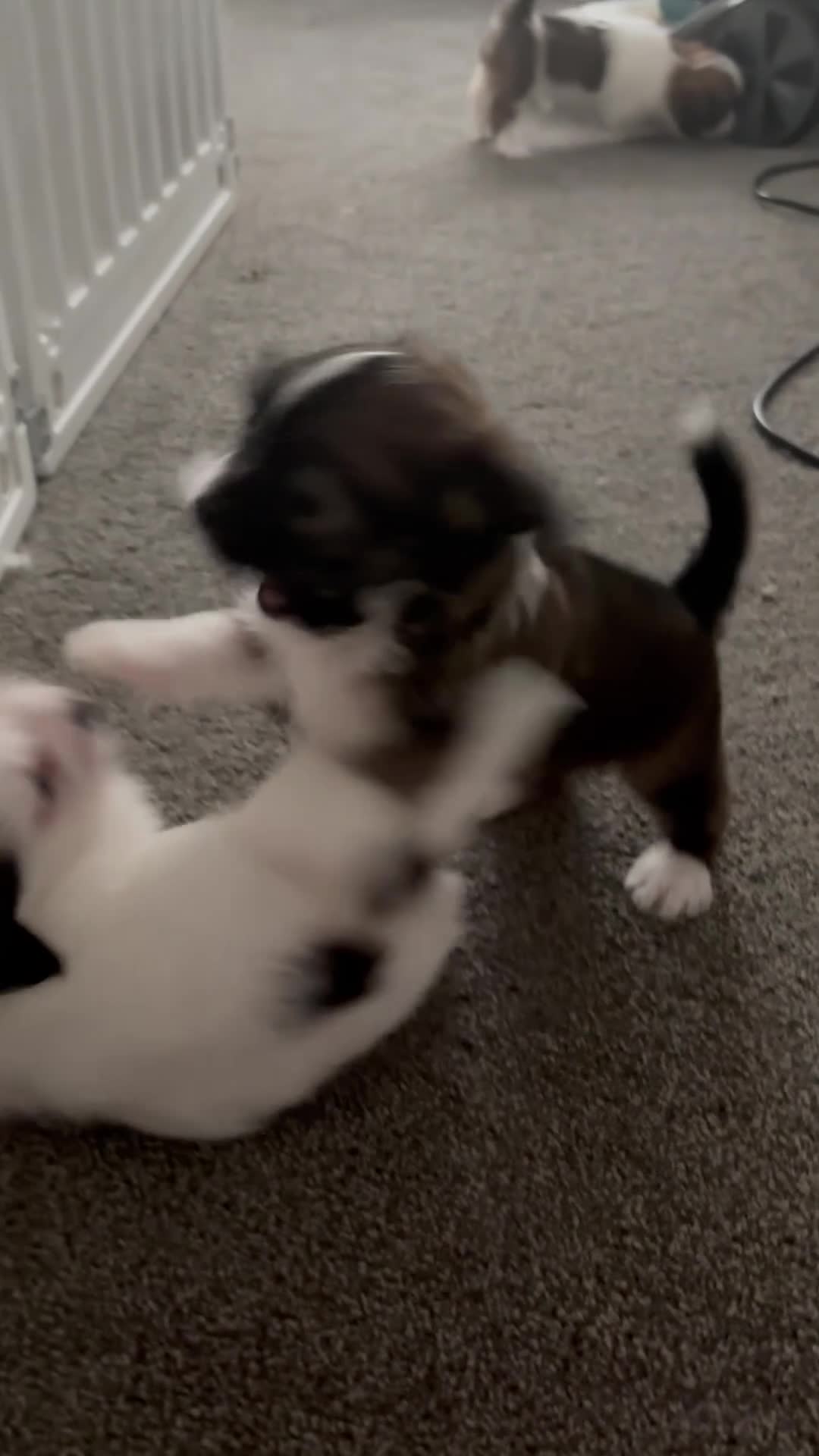 Mixed Breed dogs for sale: 4 gorgeous mini shih tzu x jack russels - Video 3