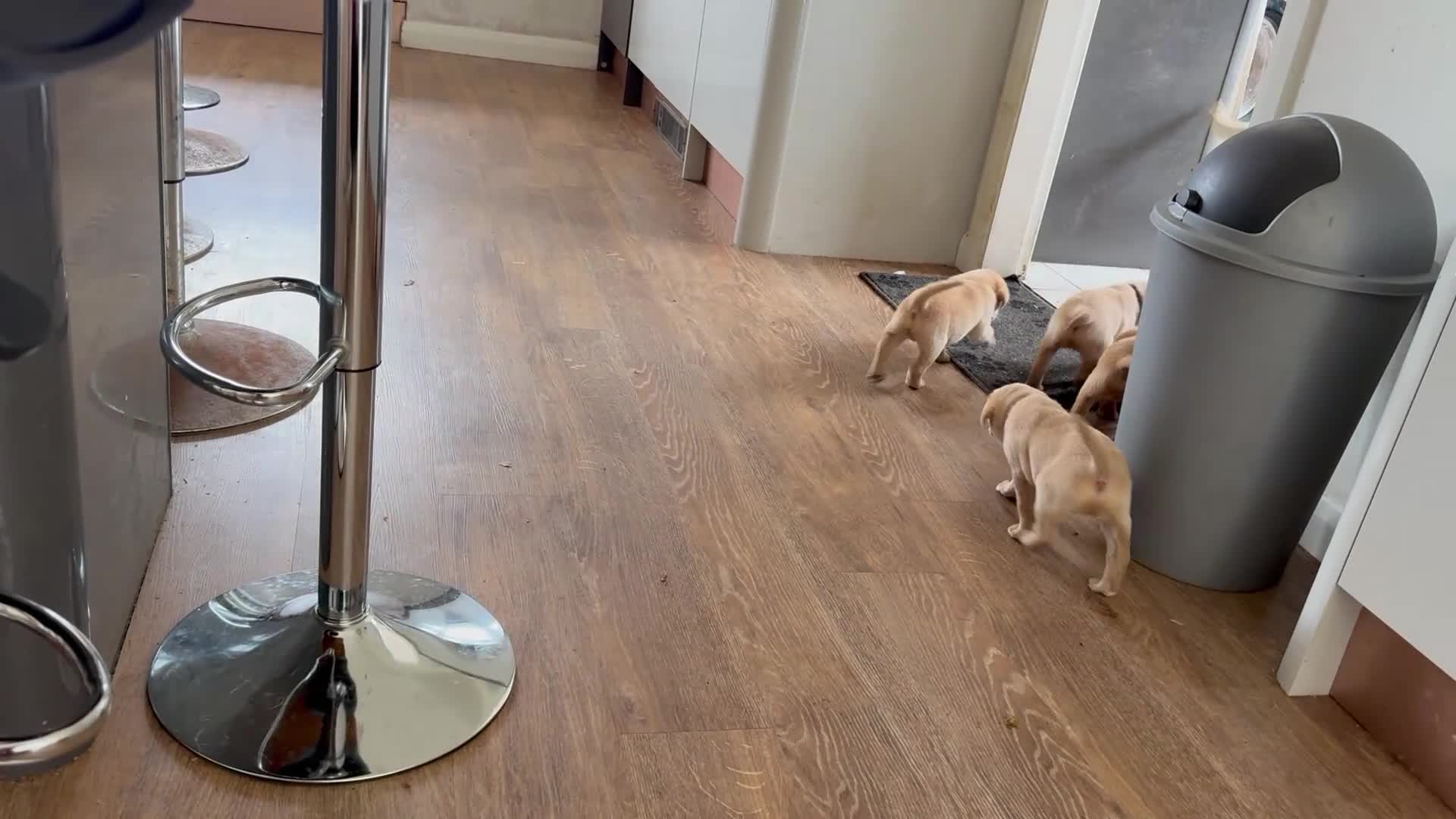 Labrador Retriever dogs for sale: K.C.Reg Superb Labrador Puppies - Video 4