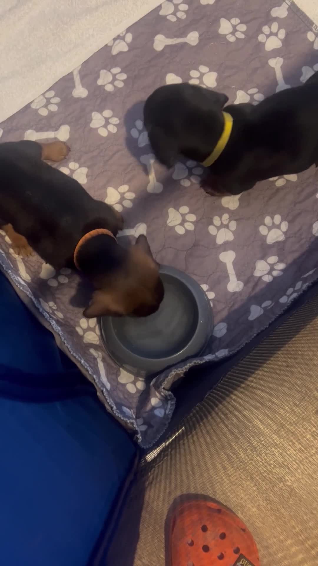 Miniature Dachshund dogs for sale: 5 Boys!! Rough haired / Smooth 🩵💙🩵💙🩵 - Video 2