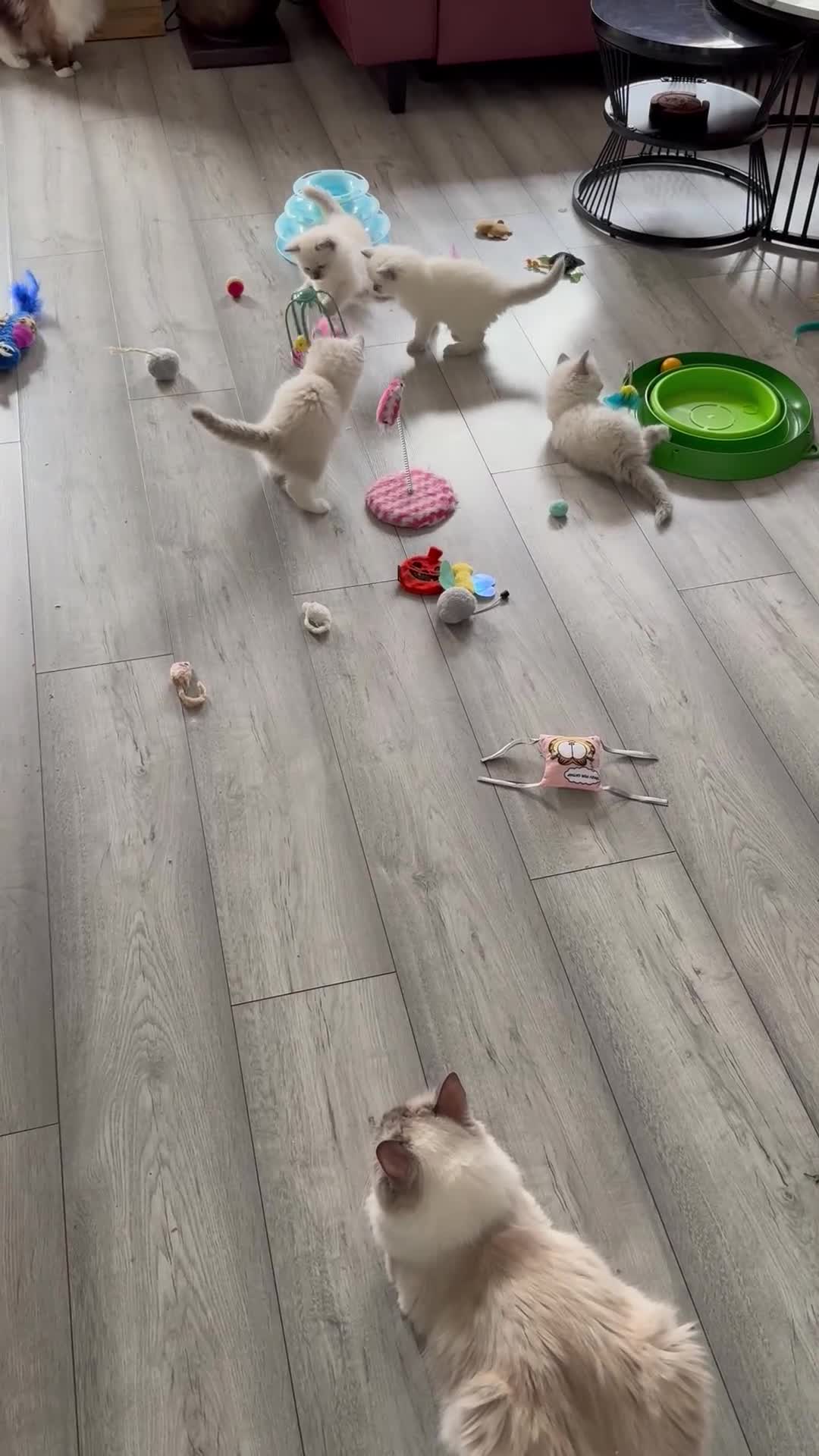 Ragdoll cats for sale: Ragdoll kittens - Video 4