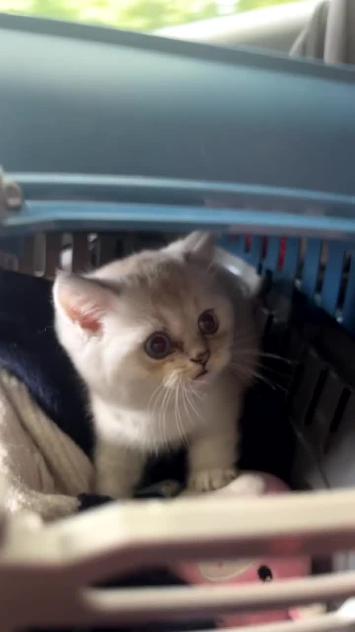 British Shorthair cats for sale: White / bits of beige and grey / British shorthair - Video 1