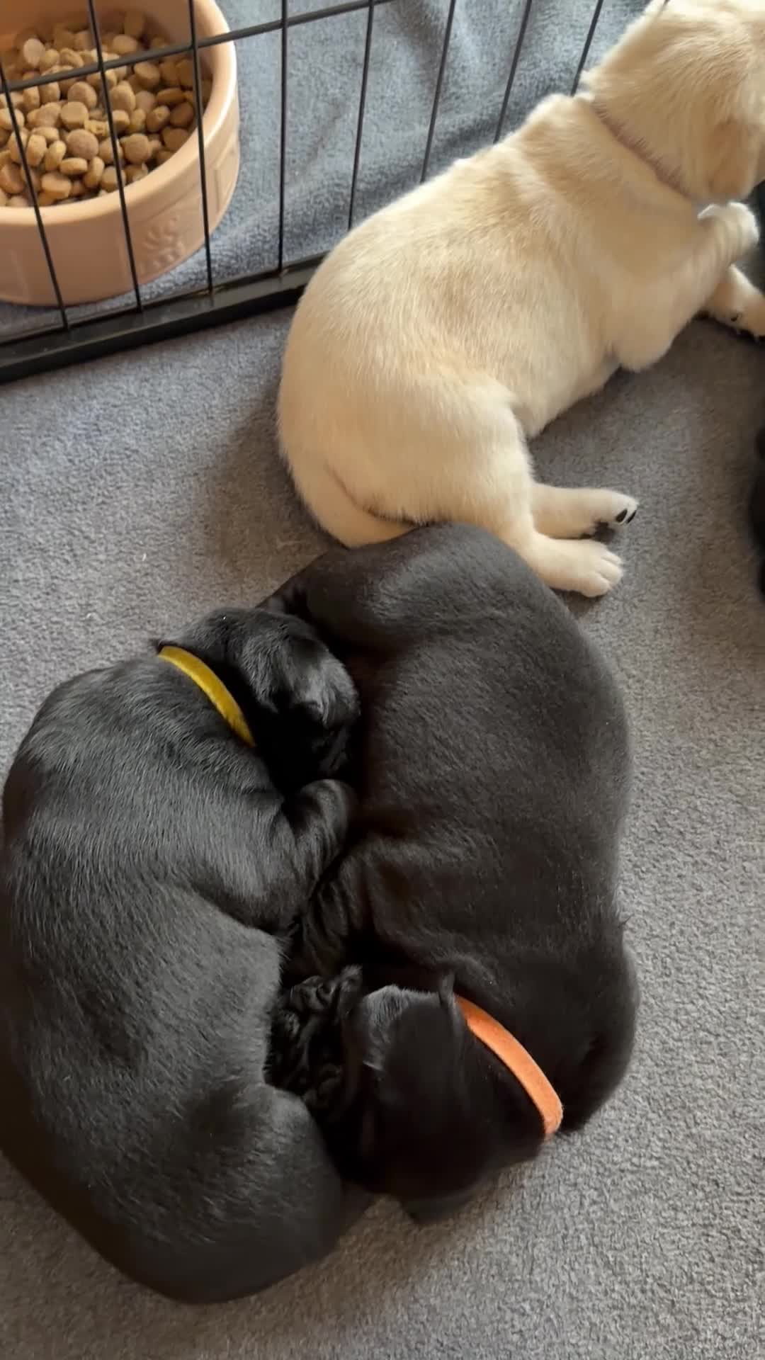 Labrador Retriever dogs for sale: stunning working line labrador retriever puppies - Video 1