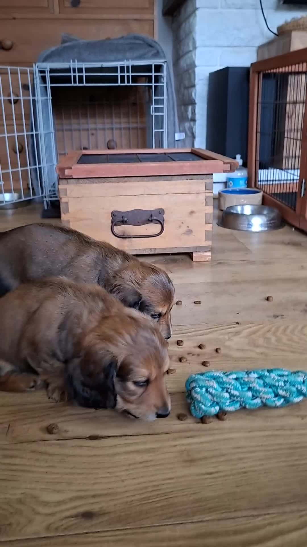 Miniature Dachshund dogs for sale: Long haired miniature dachshund puppy - Video 1