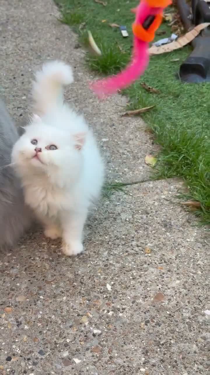 British Longhair cats for sale: Beautiful British Longhair Kittens – Boy & Girl - Video 2