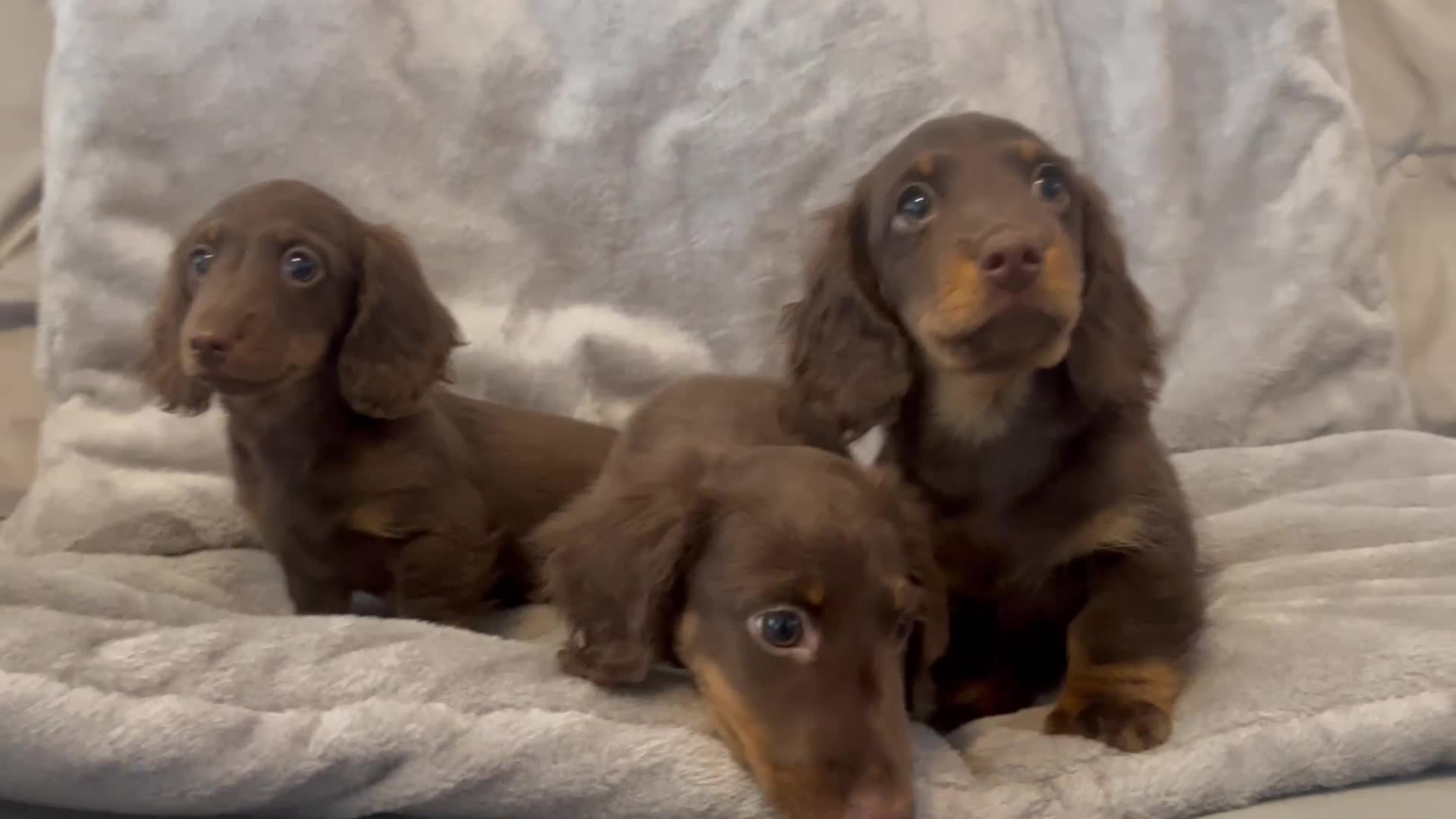 Miniature Dachshund dogs for sale: Last Long Haired Miniature Dachshund puppy in Gravesend - Video 2
