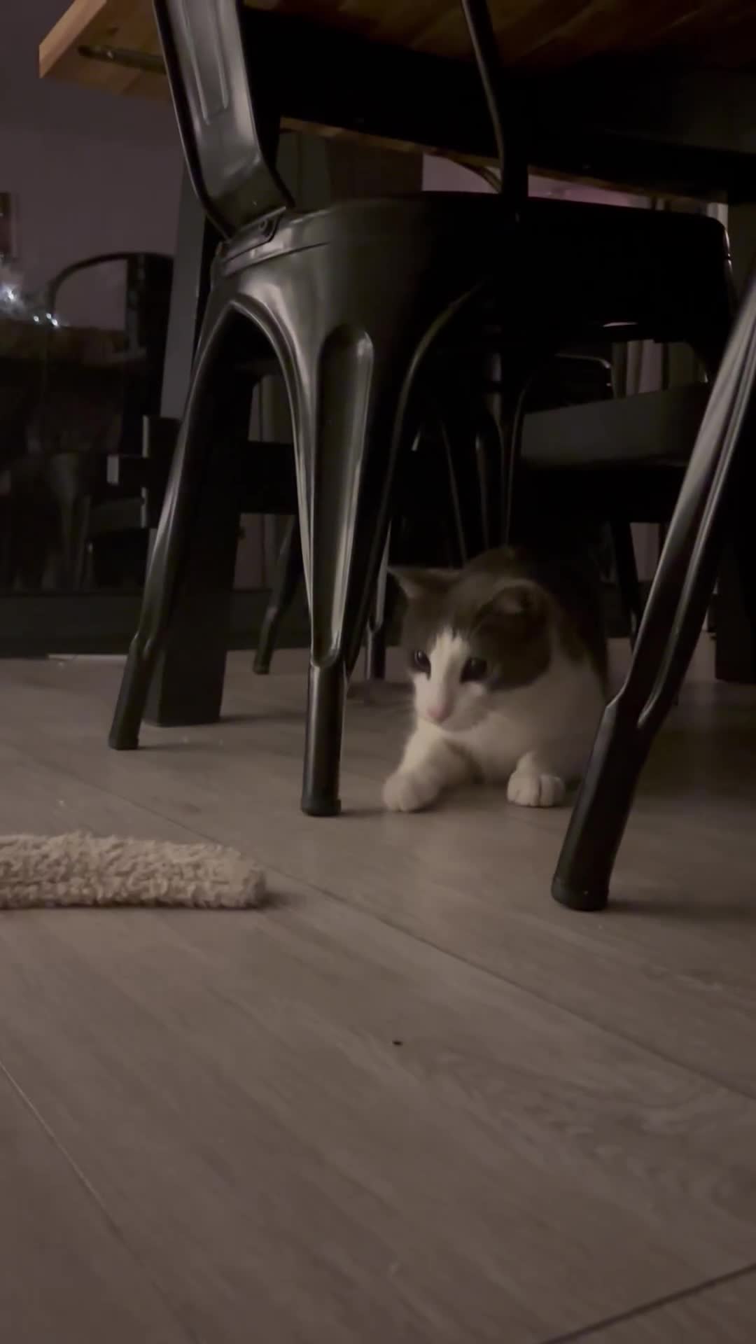 Mixed Breed cats for sale: Rocky male Siamese x - Video 1