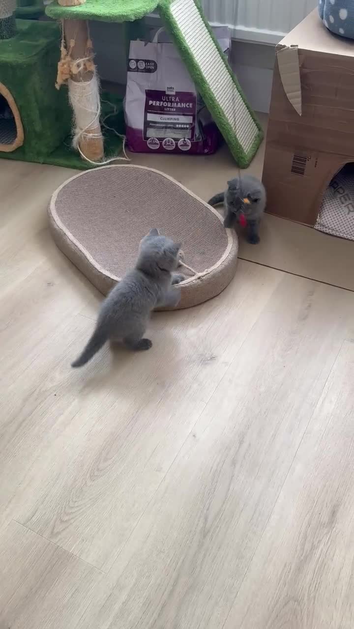 British Shorthair cats for sale: GCCF Registered Pure Breed Blue British Shorthair in New Malden - Video 4