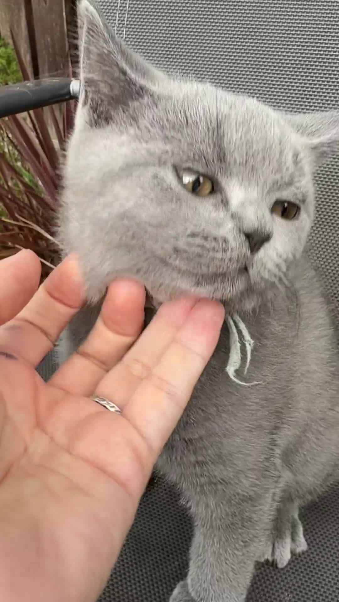 British Shorthair cats for sale: Lovely British Shorthair kittens for sale! - Video 1
