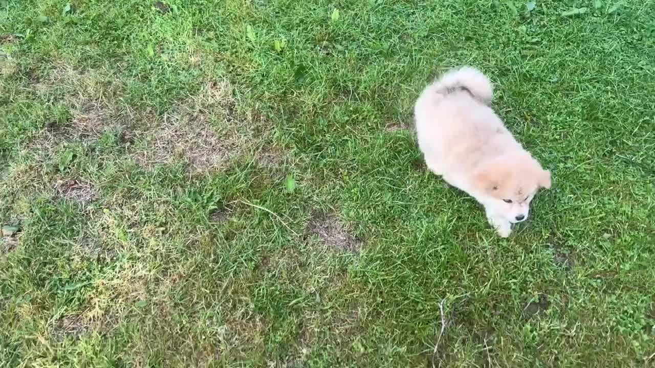 Siberian Husky dogs for sale: Stunning exotic colour chowsky puppies for sale - Video 4