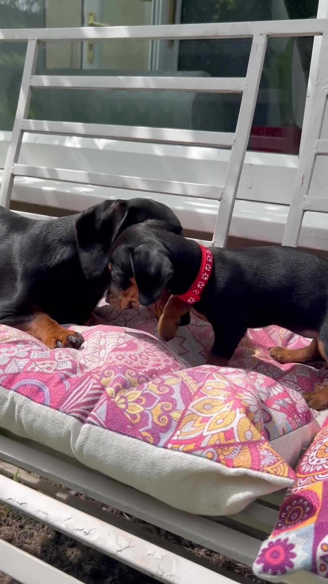Dachshund dogs for sale: Adorable litter of dachshund cross Jack Russel  - Video 2