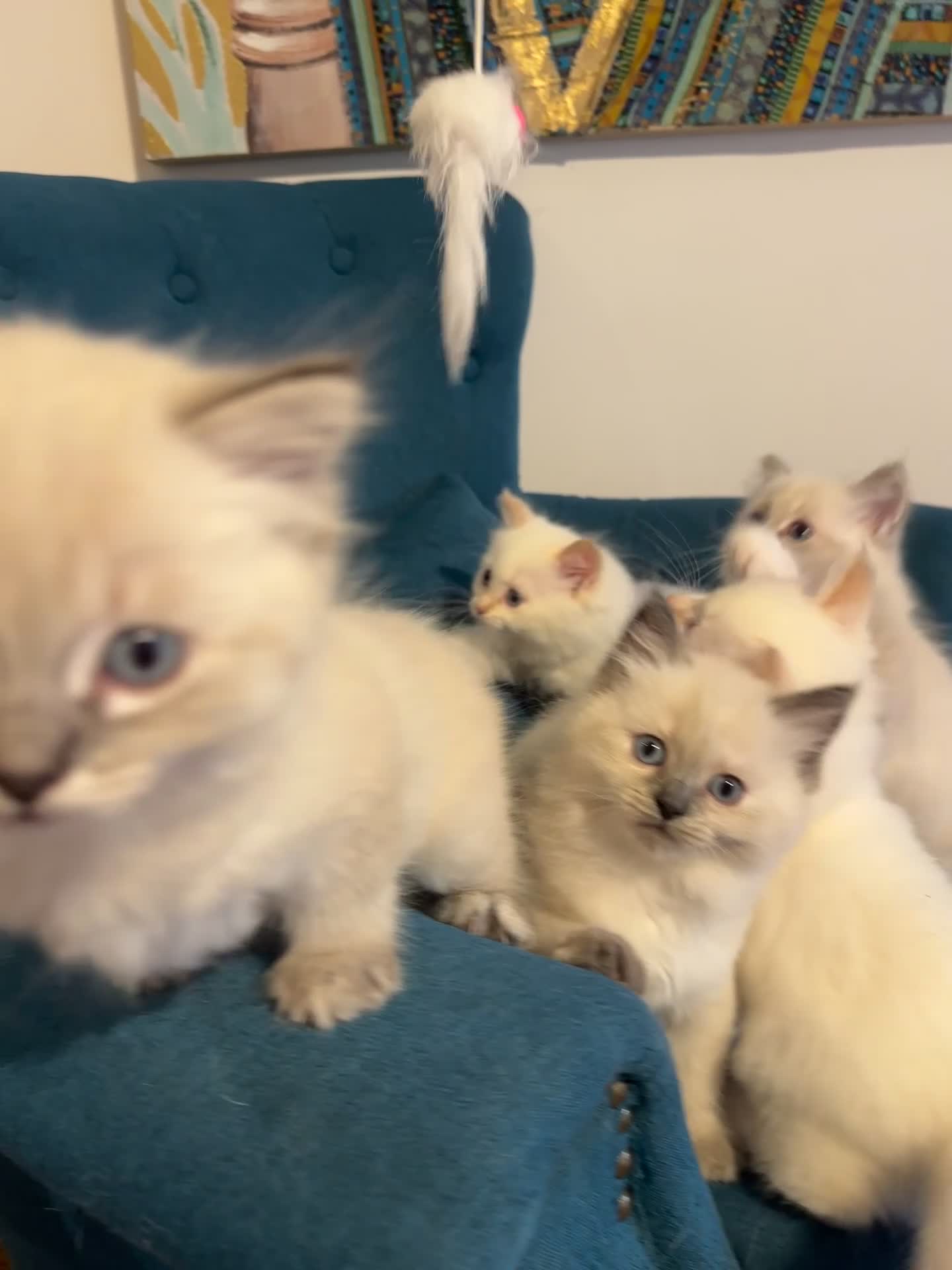 Siberian cats for sale: Save and check for next litter.  Siberian - Video 1