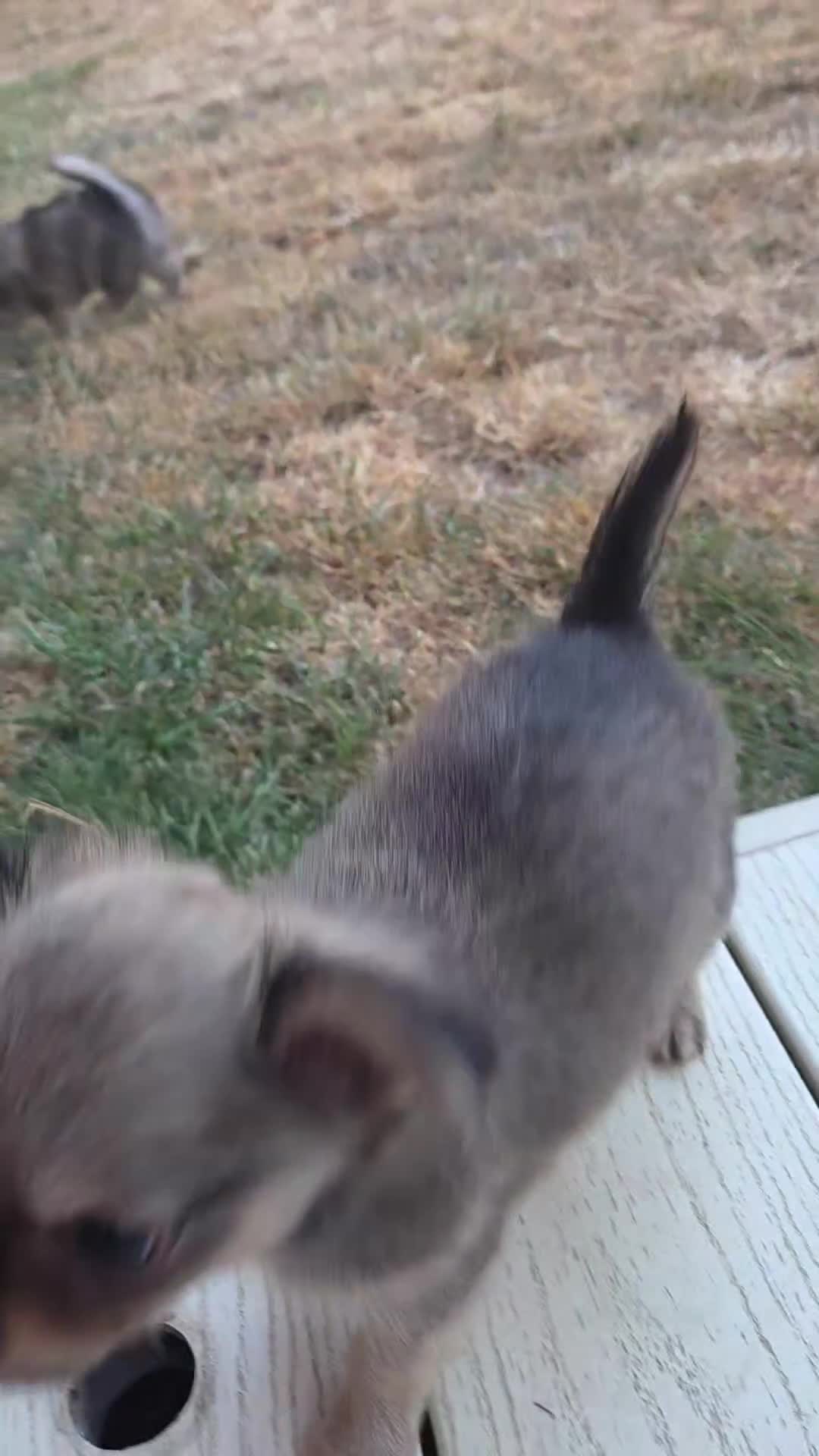 Chihuahua dogs for sale: Three Amigos - Longhaired Chihuahua Male Pups  - Video 5