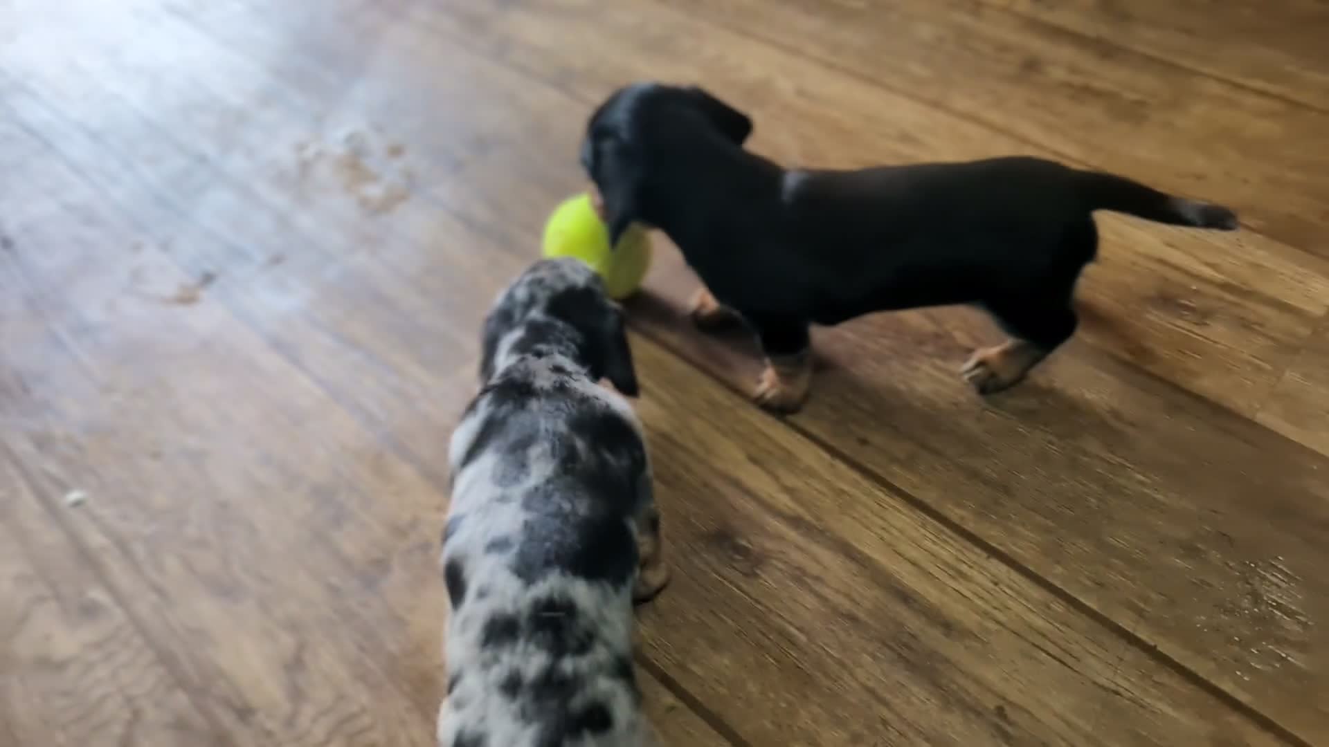 Dachshund dogs for sale: 2 Female miniature dachshund puppies - Video 4