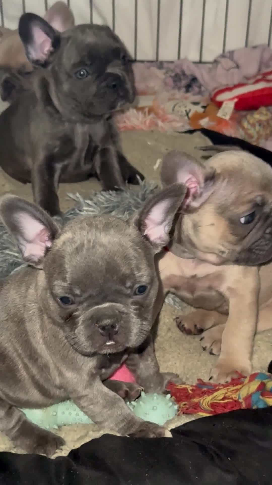 French Bulldog dogs for sale: French Bulldogs  - Video 1