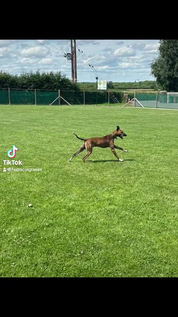 Lurcher dogs for stud: Collie x Whippet stud  in Swadlincote - Video 1