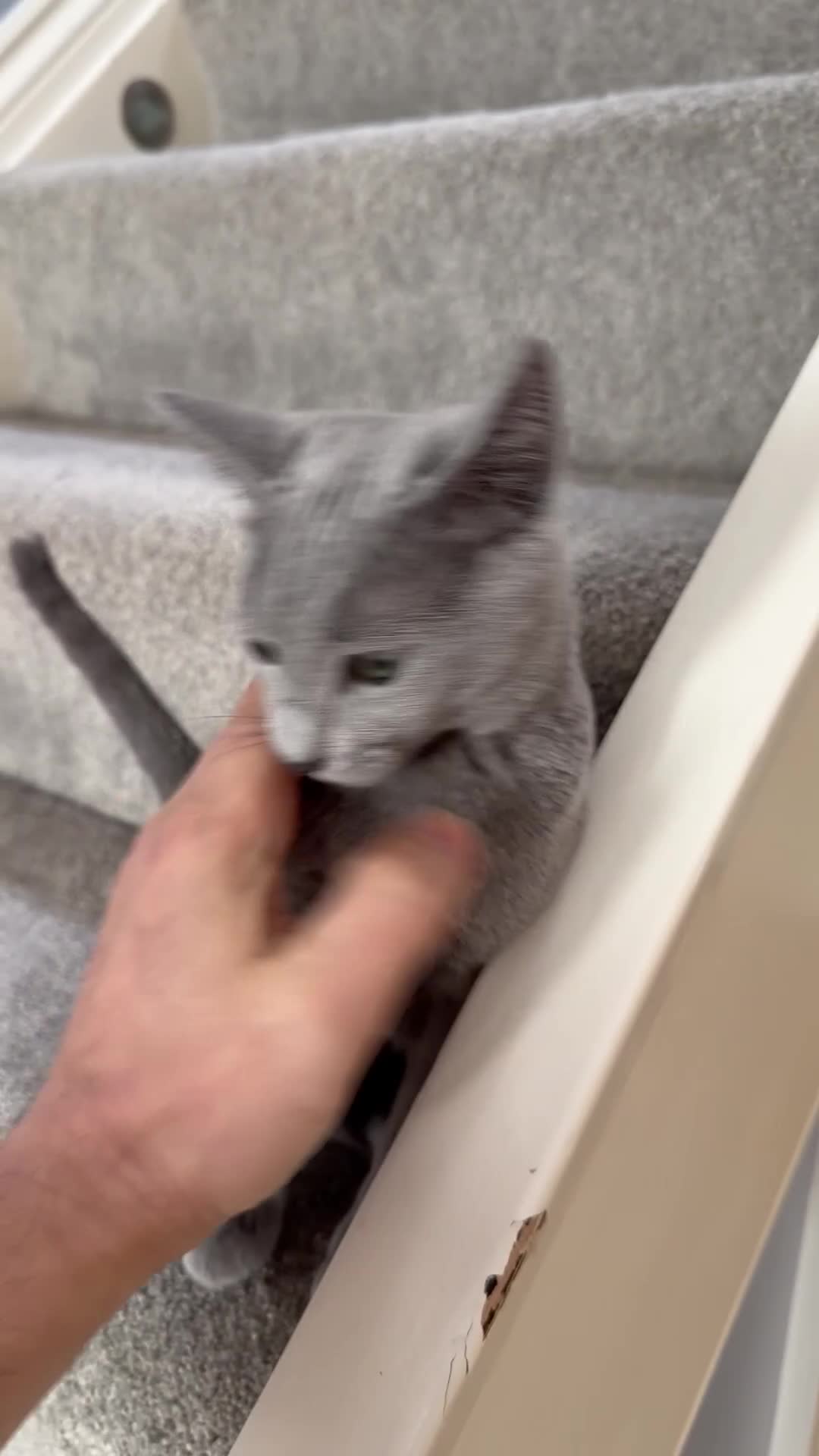 Russian Blue cats for sale: Adorable 8-Month-Old Russian Blue Kitten  - Video 1