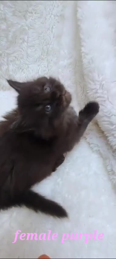 Maine Coon cats for sale: Beautiful Russian Bloodline babies  - Video 4