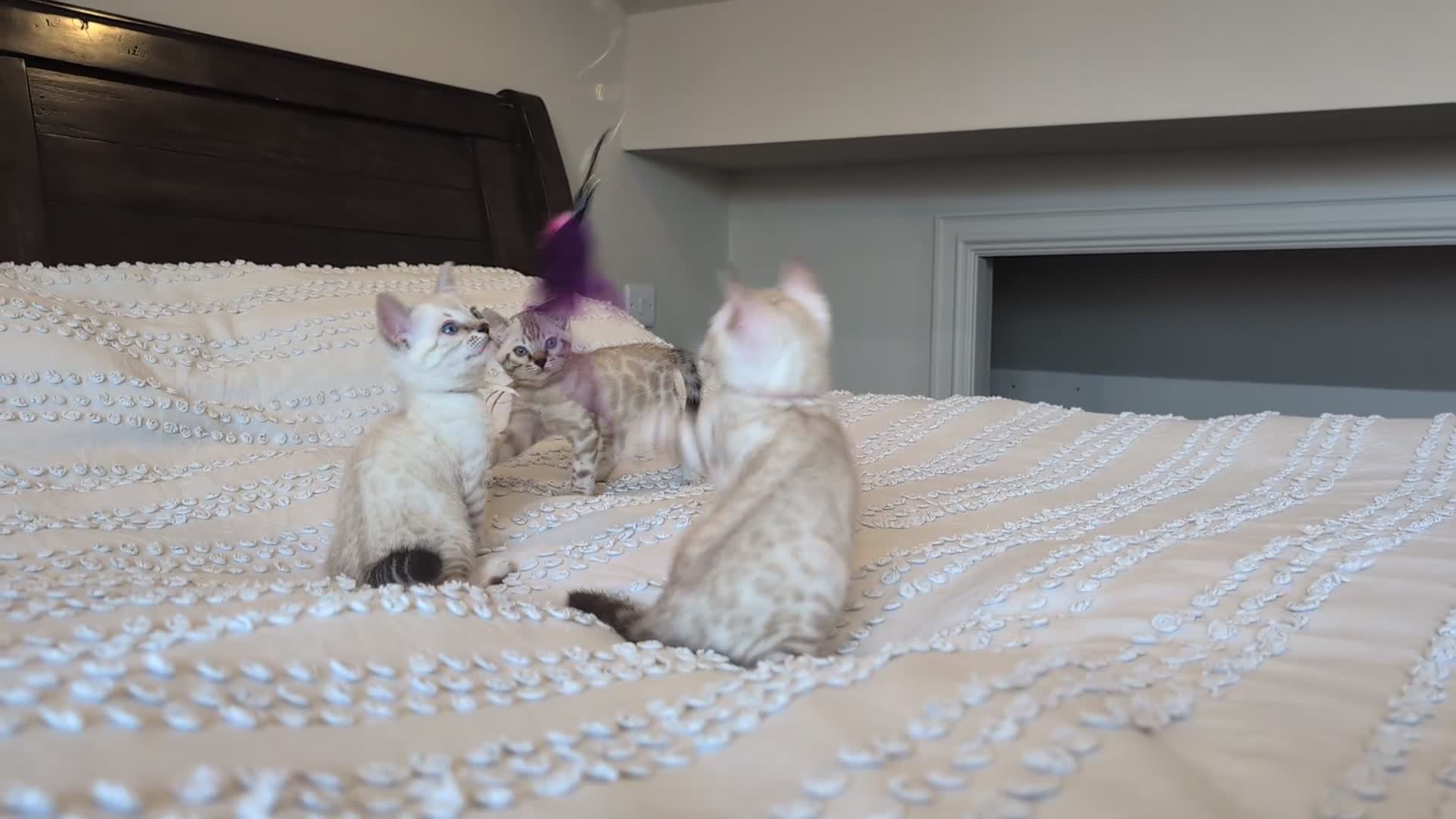 Bengal cats for sale: 🤍🩶 GORGEOUS BENGAL KITTENS 🩶🤍 - Video 2