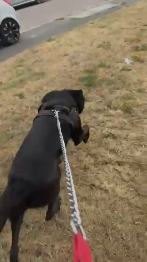 Sheprador dogs for sale: Free for the right home , please read!! in Luton - Video 1