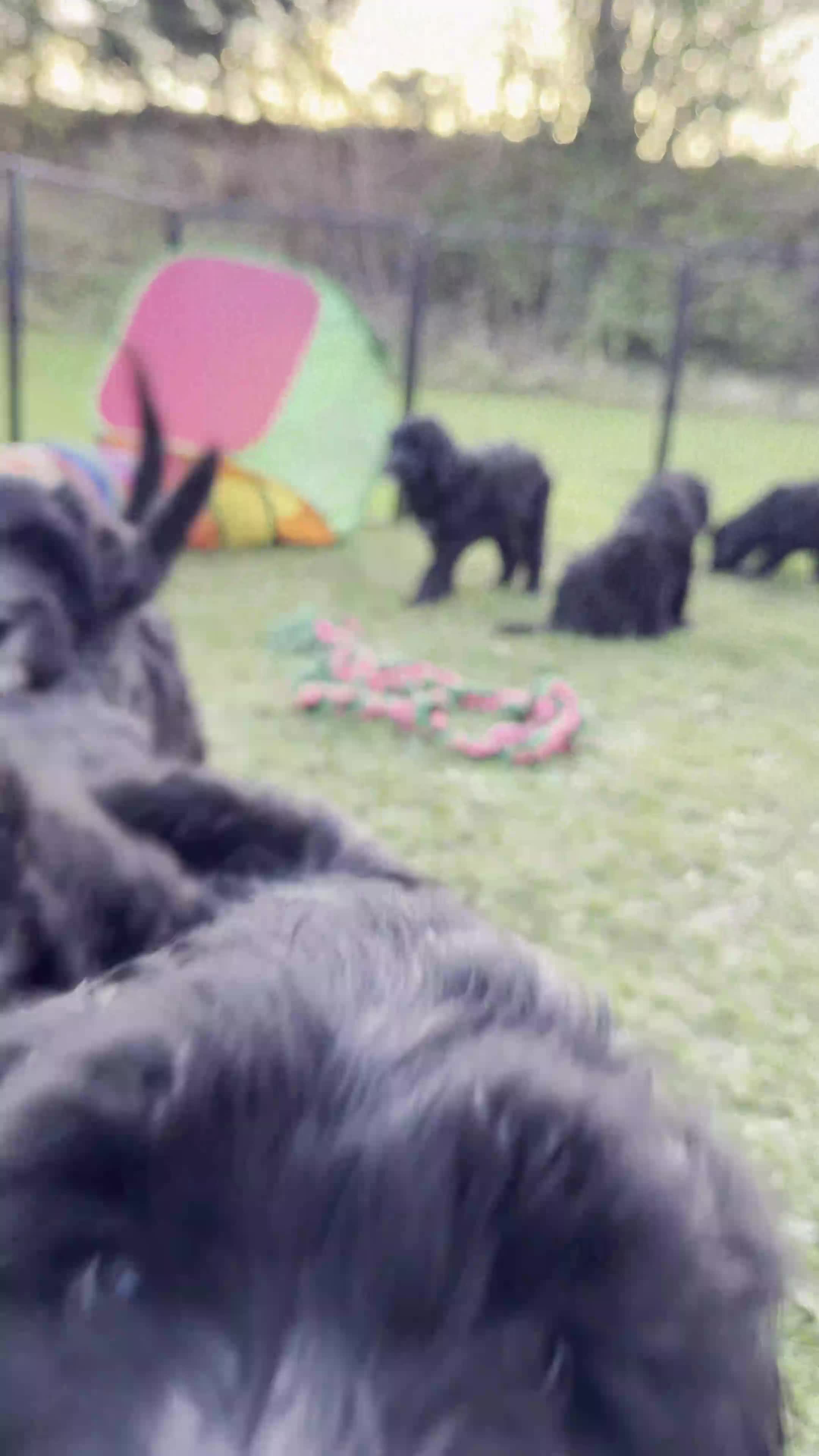 Mixed Breed dogs for sale: Sheepadoodle Puppies! Tuxedo Marking - Video 1