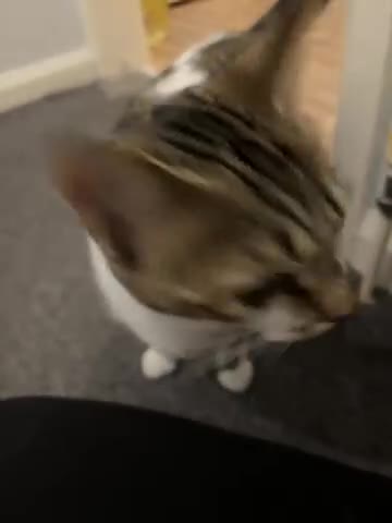 Domestic Shorthair cats for sale: 2 Female cats Domestic shorthair  - Video 1