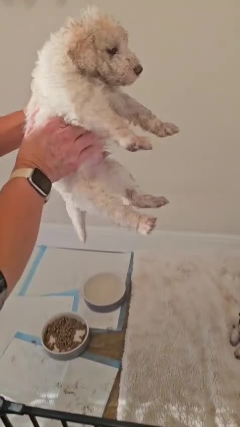 Labradoodle dogs for sale: Curly Coated Hypo-Allergenic Labradoodle Puppies   - Video 1