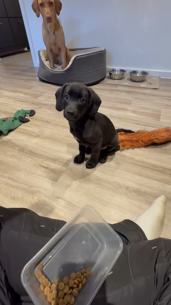 Mixed Breed dogs for sale: 9 week old cocker cross staffy  - Video 3