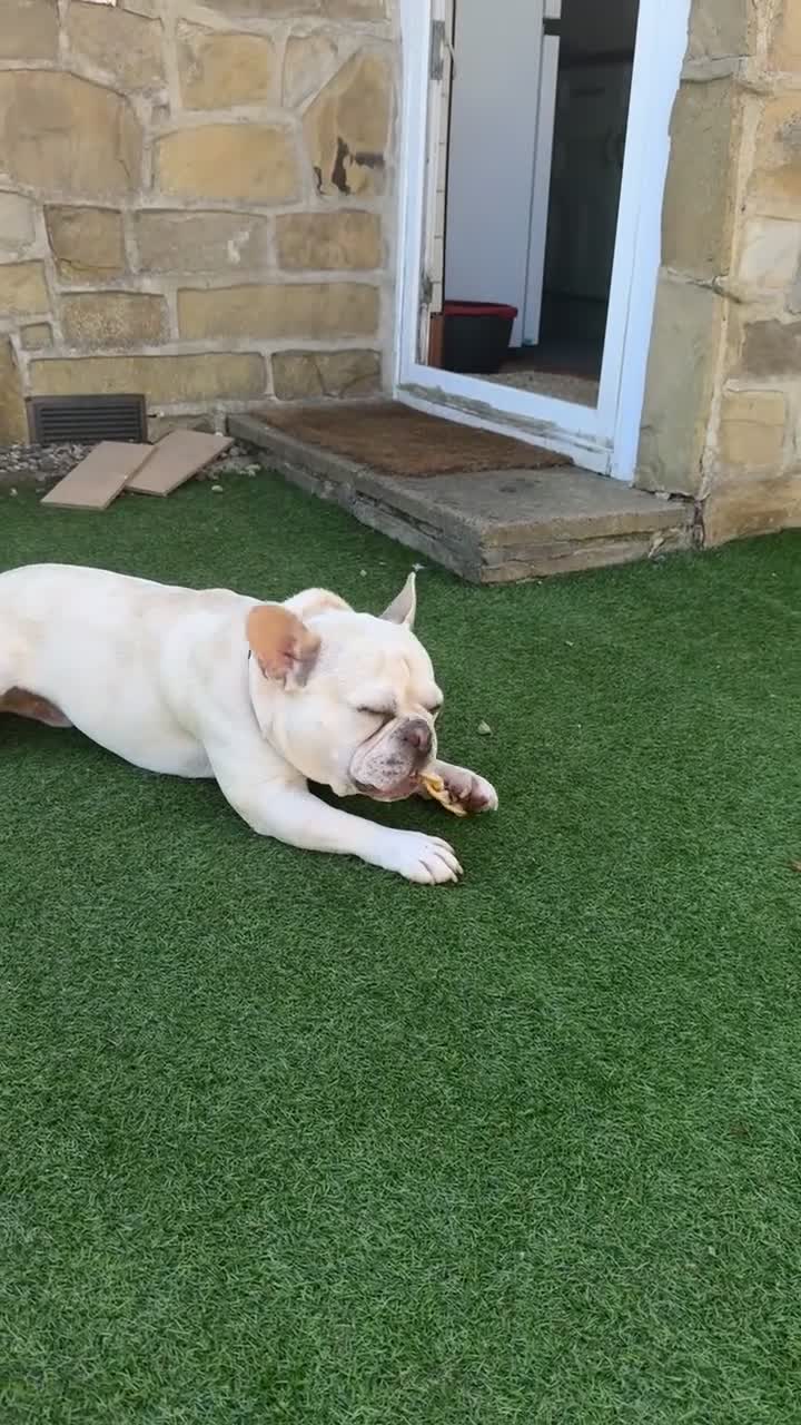 French Bulldog dogs for stud: REGGIE available for stud🔥🔥🔥 in Bradford - Video 1