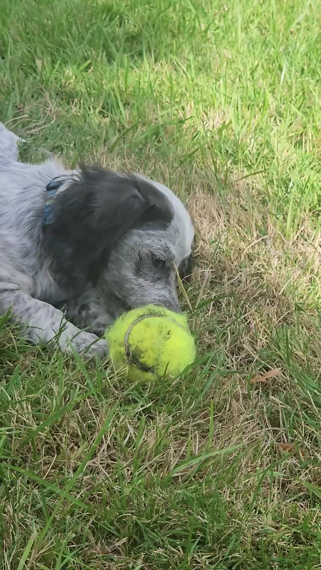 Dachshund dogs for sale: 2 White/Black/Tan long-haired dachshund puppies - Video 1