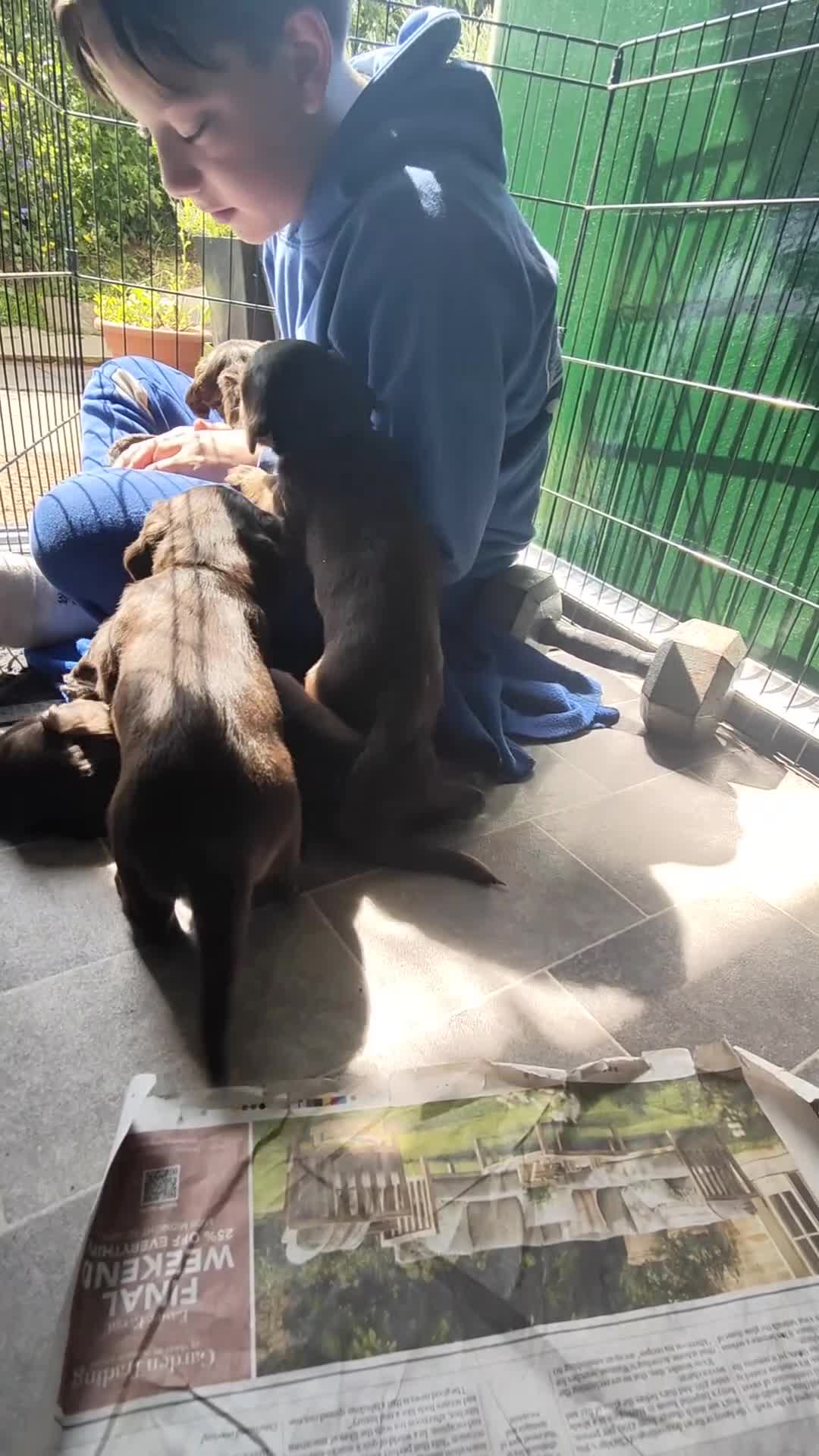 Cocker Spaniel dogs for sale: Beautiful Chocolate Cocker Spaniels (worker) in Ross-on-Wye - Video 2