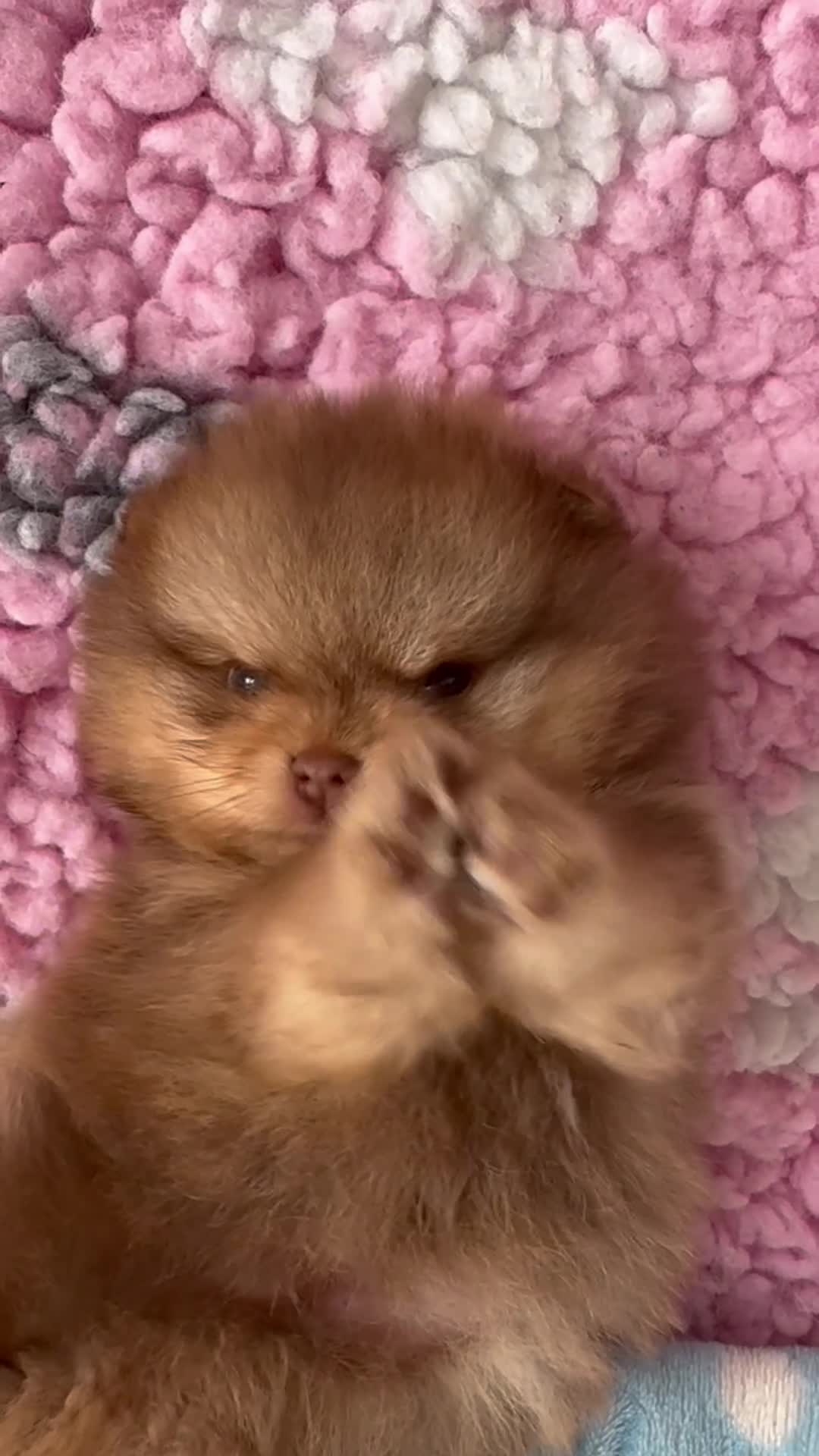 Pomeranian dogs for sale: ✨Teddy Bear Pom Puppies Ready to Melt Hearts✨ - Video 2