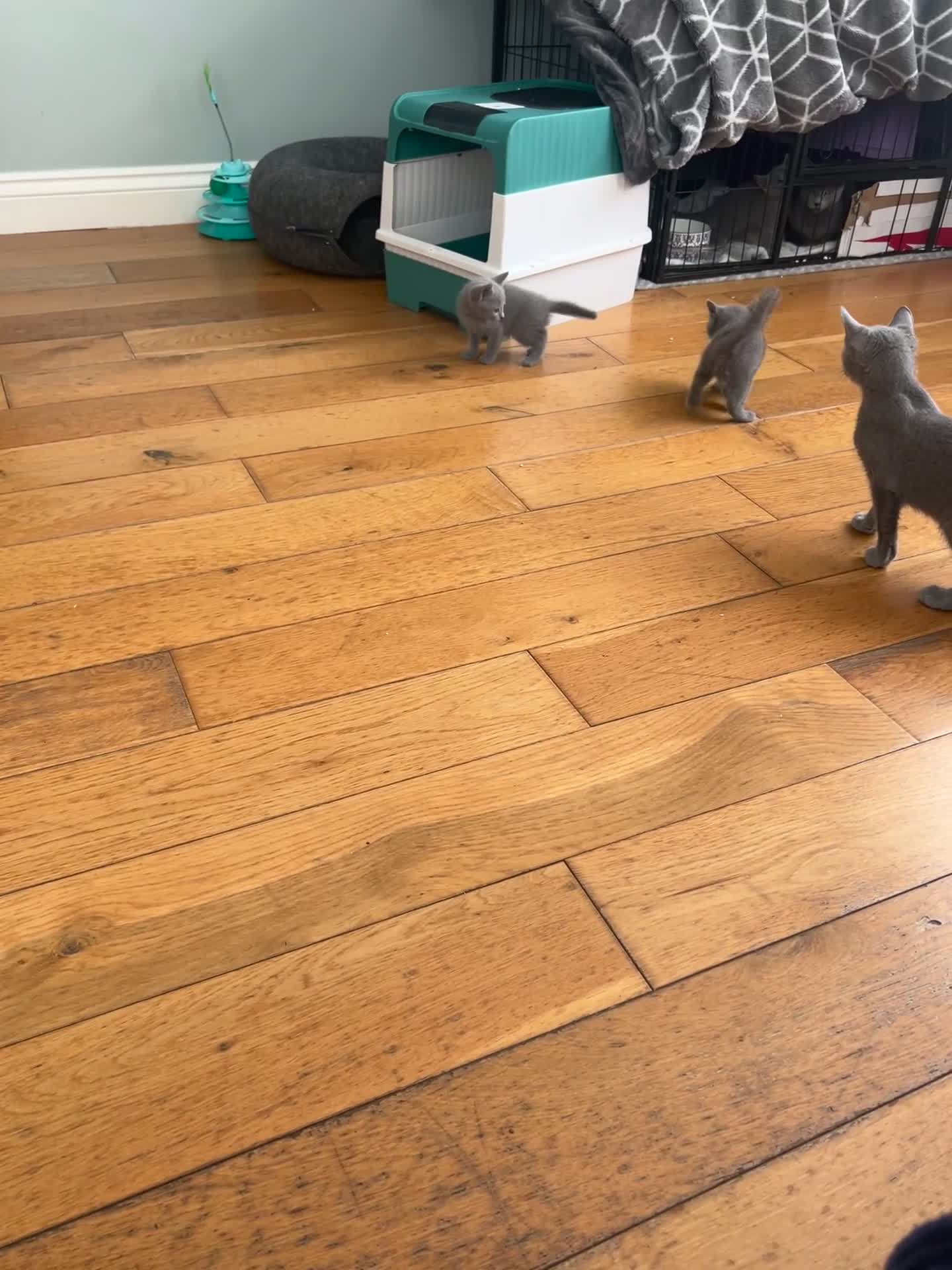 Russian Blue cats for sale: Adorable pure silver Russian blue kittens for sale - Video 4
