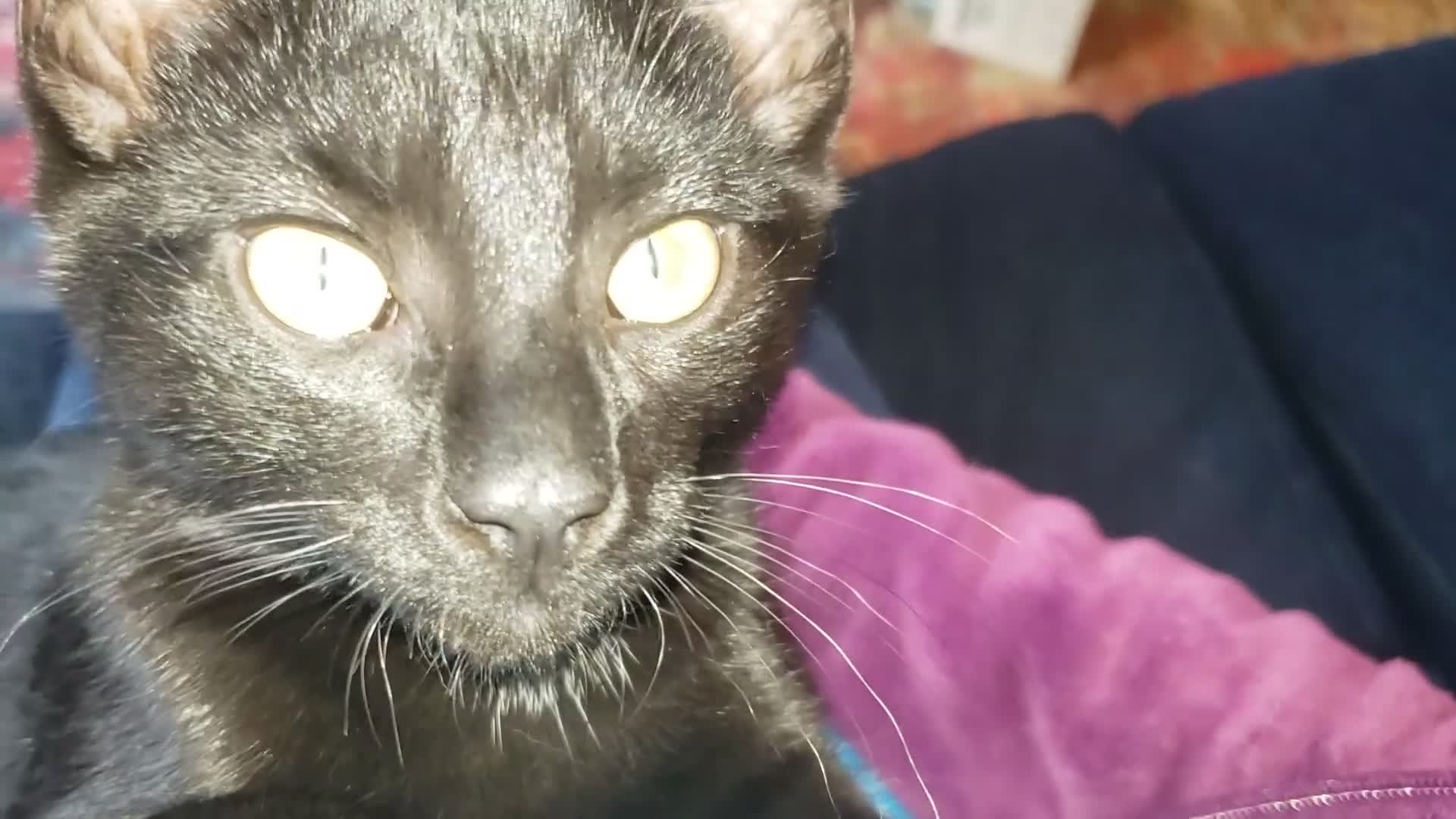 Domestic Shorthair cats for sale:  Bob, The Kitten - Video 2