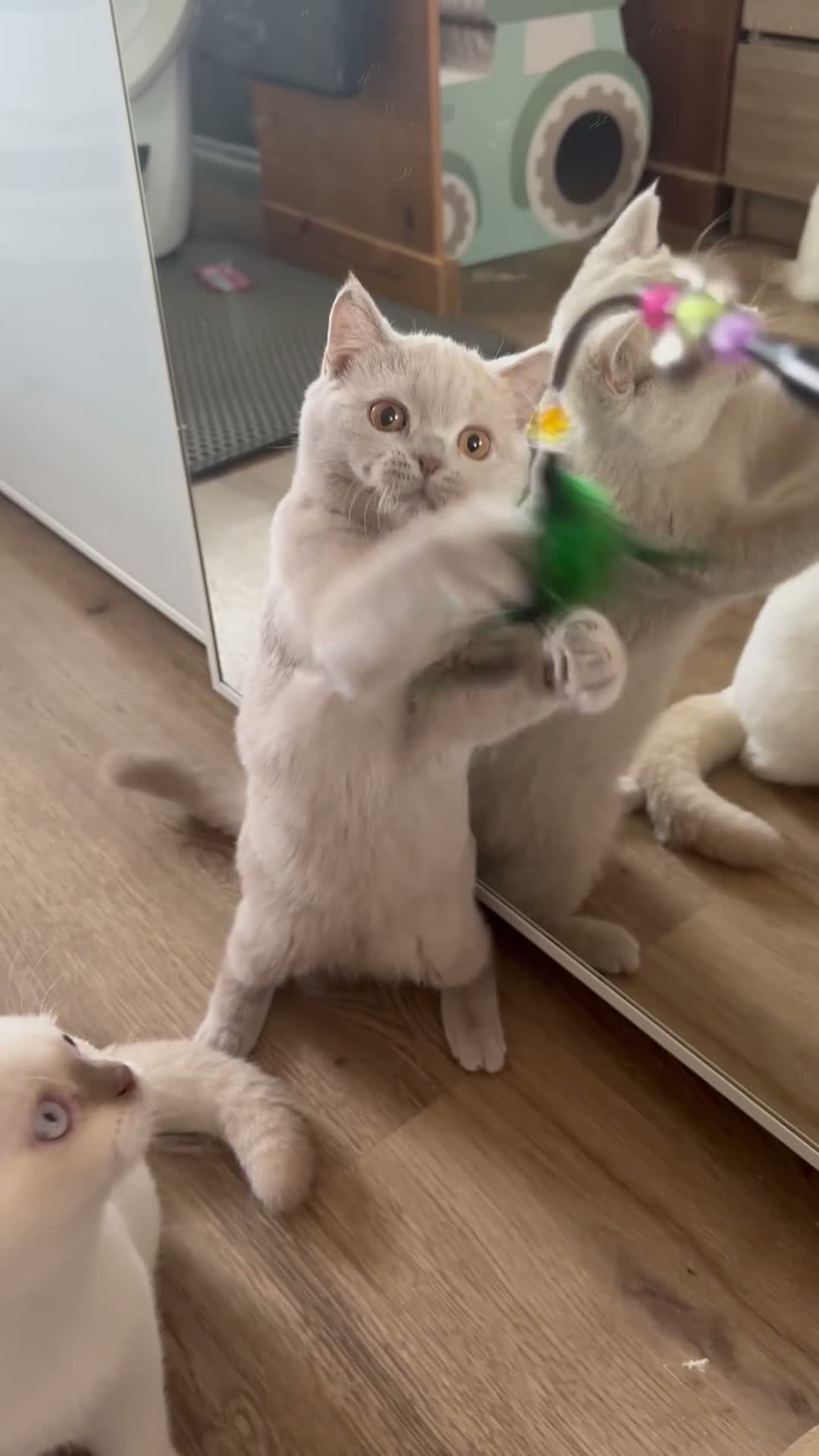 British Shorthair cats for sale: British shorthair rare colors  - Video 1