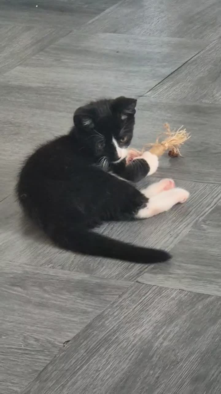Mixed Breed cats for sale: Lovely Male Kitten Seeking His Forever Home - Video 1
