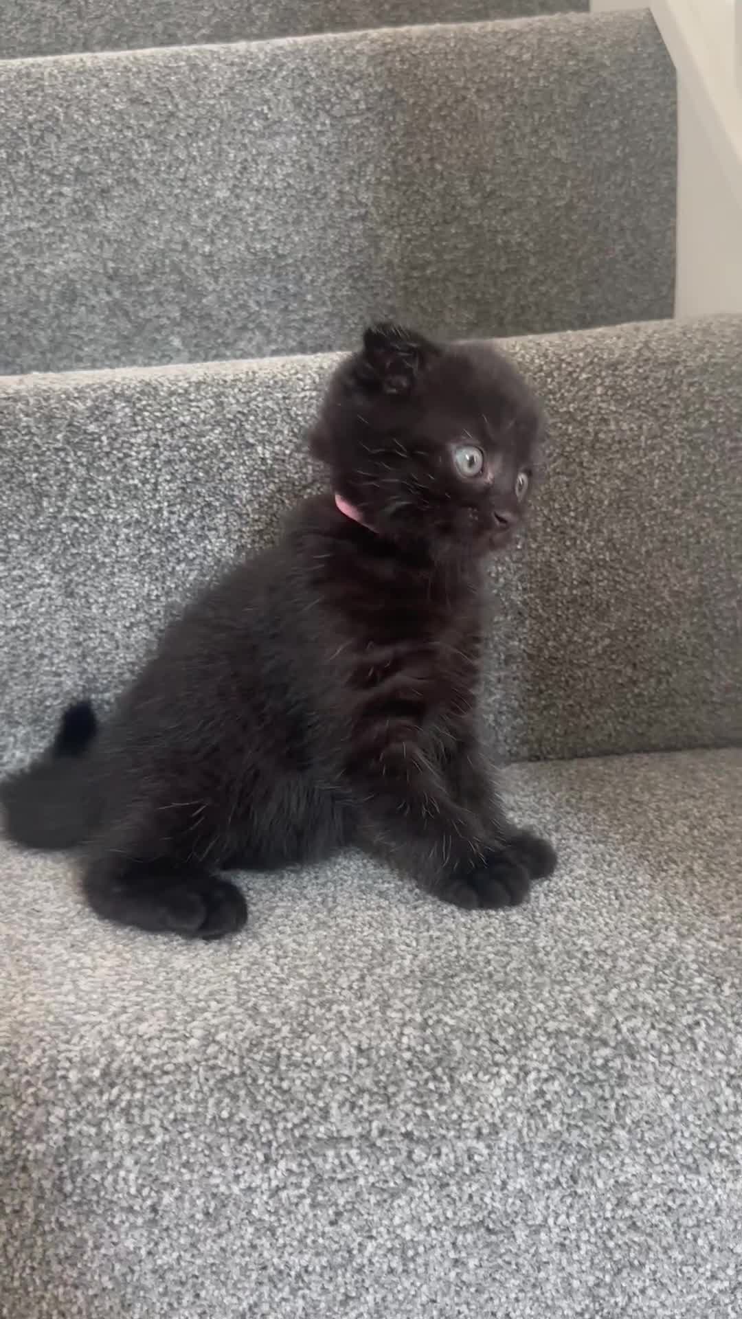 Mixed Breed cats for sale: Scottish fold X  - Video 2