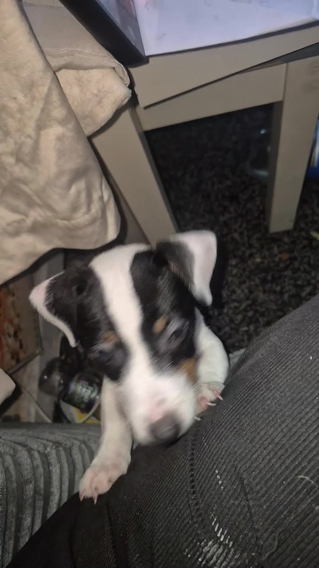 Jack Russell dogs for sale: 12 week old Jack russell pup - Video 1