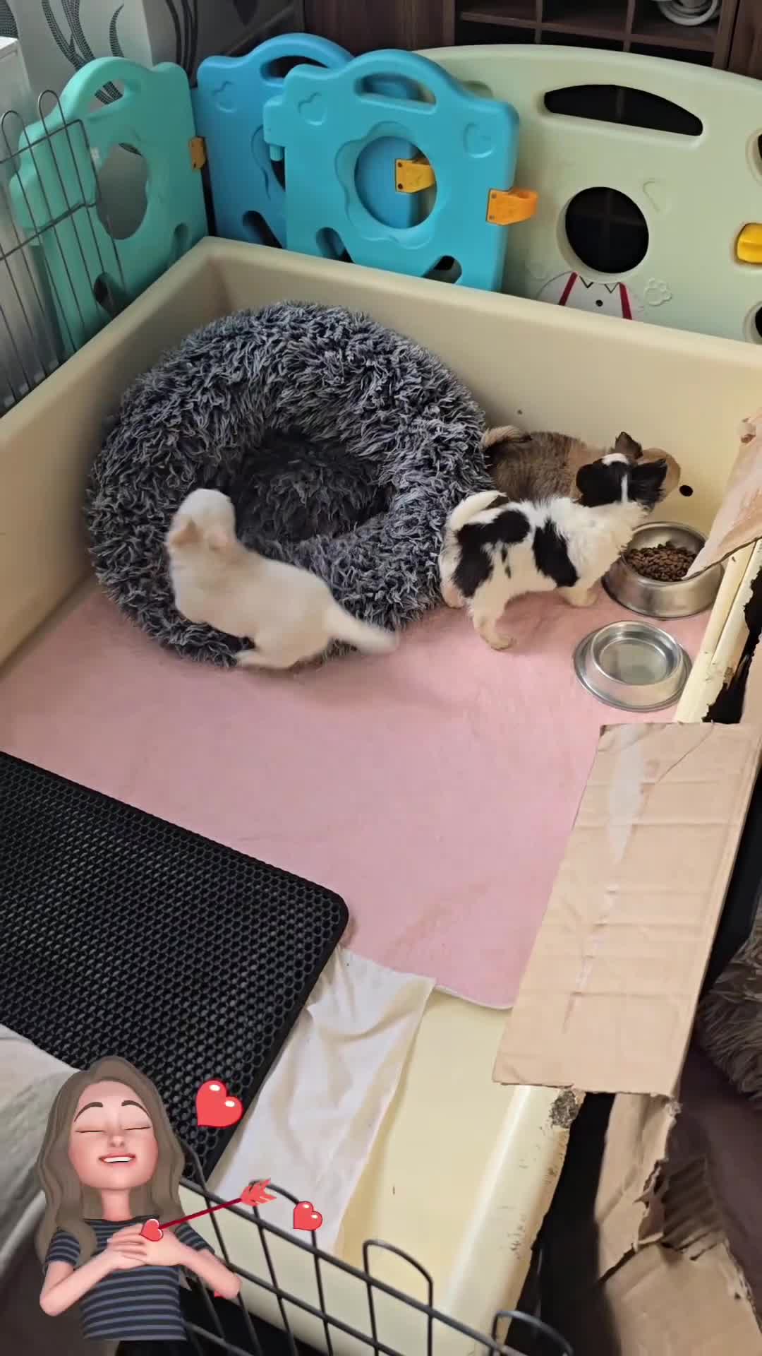 Chihuahua dogs for sale: KC Reg Chihuahua Pups, Champion lines. - Video 1