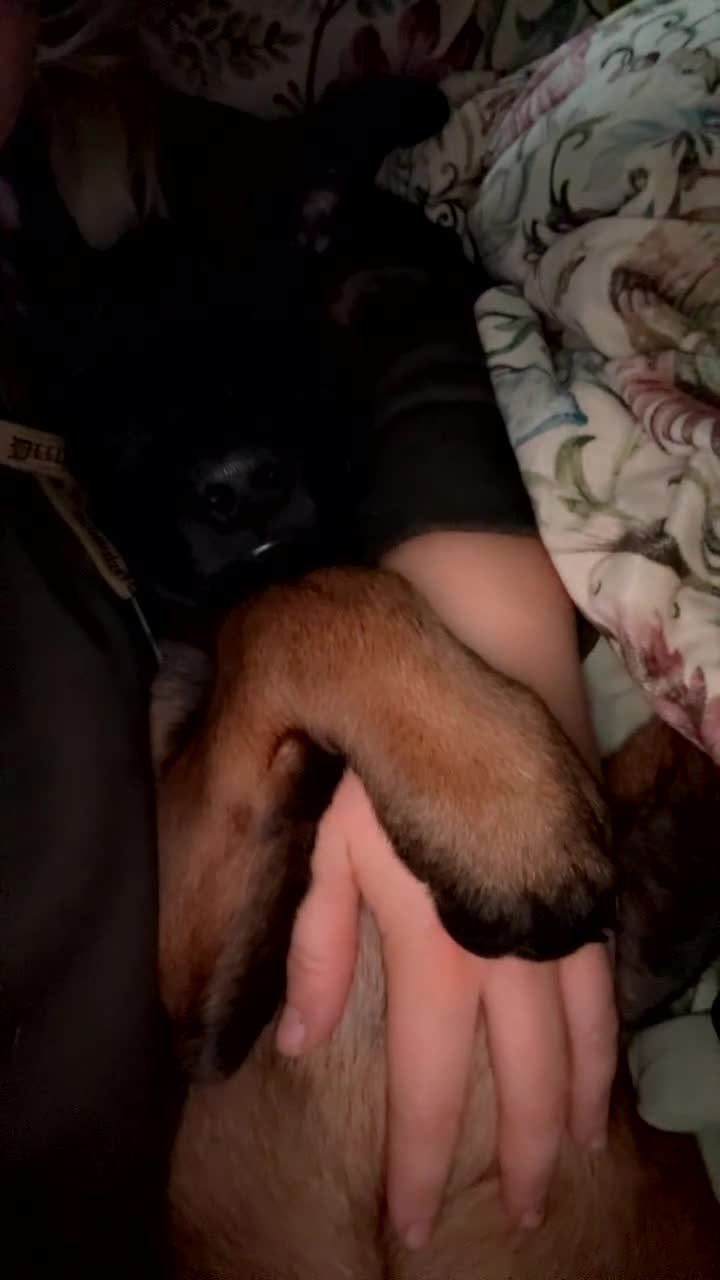 Belgian Shepherd Dog dogs for sale: Belgian Malinois Puppies - Video 3