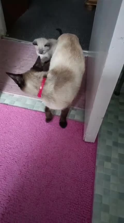 Mixed Breed cats for sale: Beautiful kitten - Video 1