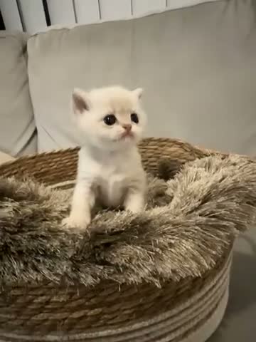 British Shorthair cats for sale:  British Golden Shorthair TikTok-sushikardi in London - Video 1