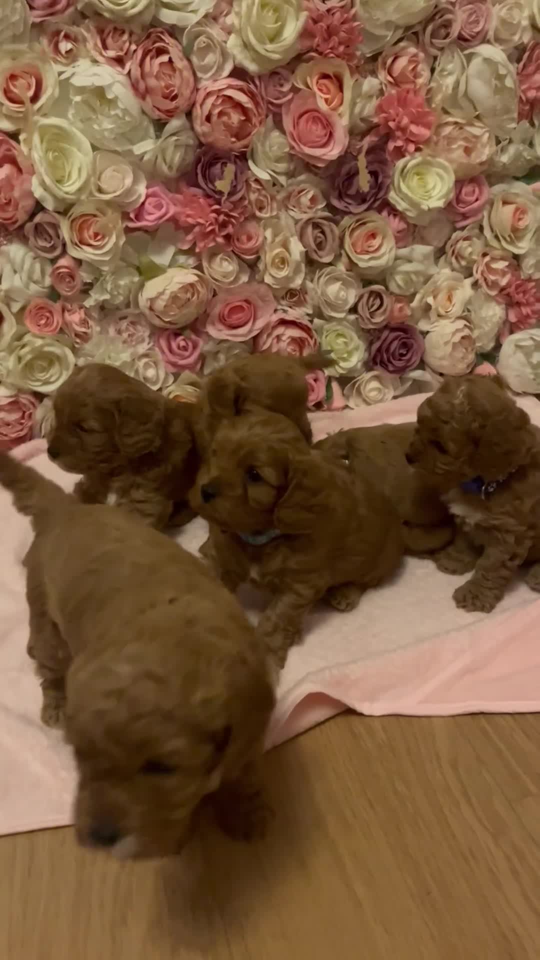 Cavapoo dogs for sale: 5⭐️ F1B Cavapoo’s - Video 2