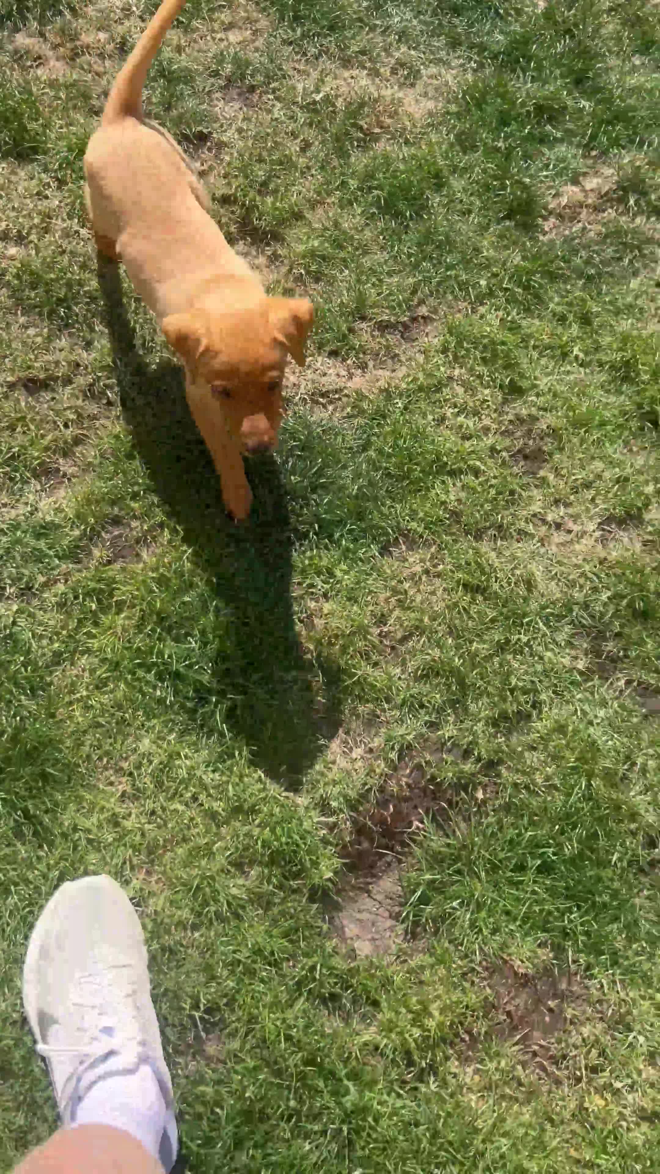 Labrador Retriever dogs for sale: 3 Beautiful Fox Labradors / 1 Boy / 2 Girls  - Video 1
