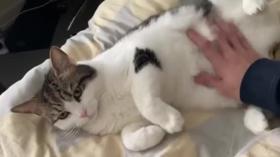 Mixed Breed cats for sale: Indoor 5yr old cat rehome in Manchester - Video 1