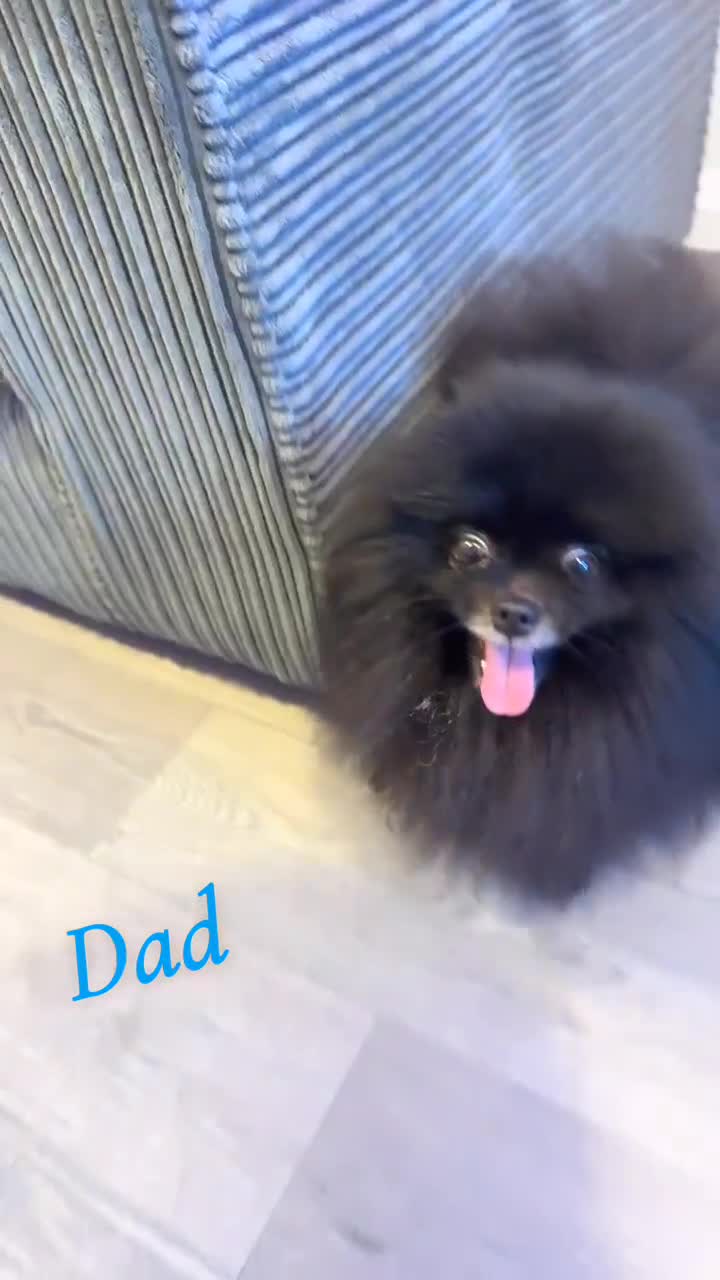 Pomeranian dogs for sale: Pomeranian pups🩵🩷 - Video 5